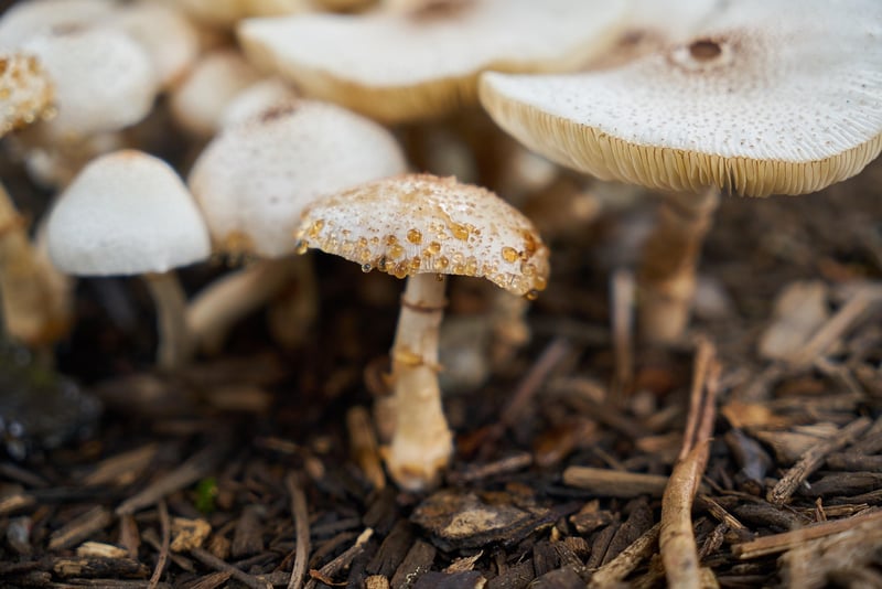 Edible Plants