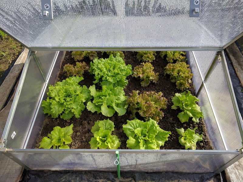 Mini Greenhouses