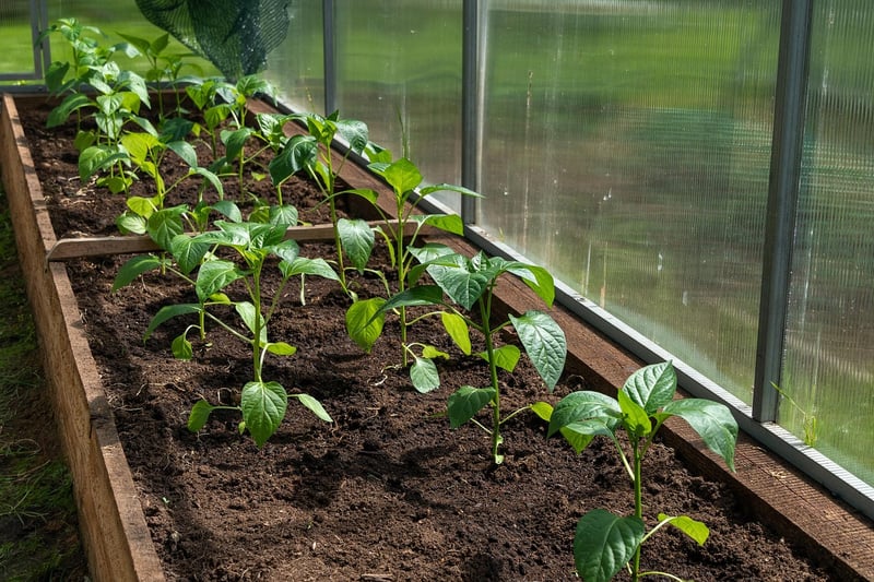 Mini Greenhouse