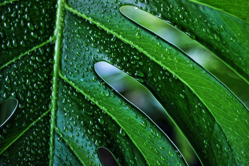 Monstera Deliciosa