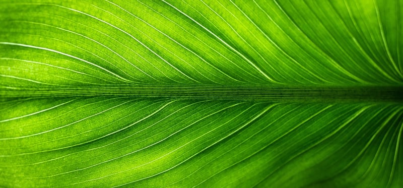 Fiddle Leaf Fig