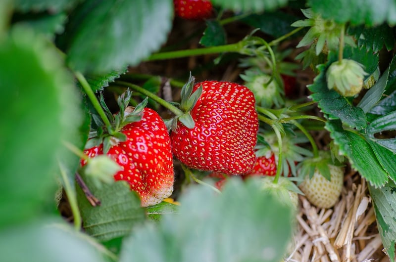 Hanging Strawberry Baskets