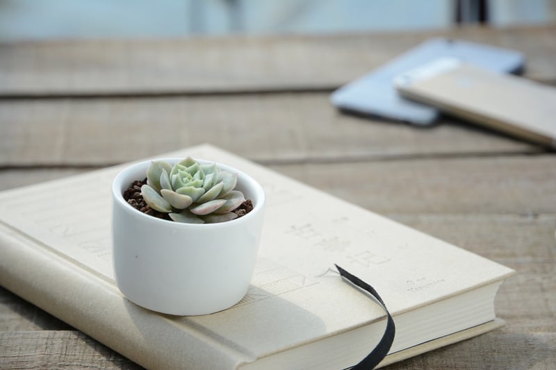 Succulent Plant